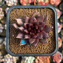 Echeveria 'Choco Candy' 1"-2" Succulent Plant Cutting