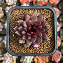Echeveria 'Choco Candy' 1"-2" Succulent Plant Cutting