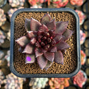 Echeveria 'Choco Candy' 1"-2" Succulent Plant Cutting