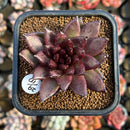 Echeveria 'Choco Candy' 1"-2" Succulent Plant Cutting