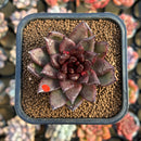 Echeveria 'Choco Candy' 1"-2" Succulent Plant Cutting
