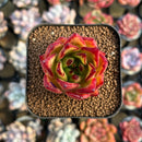 Echeveria Agavoides 'Orange Ebony' 1"-2" Succulent Plant Cutting