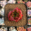 Echeveria Agavoides 'Orange Ebony' 1"-2" Succulent Plant Cutting