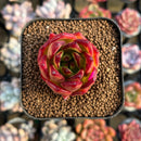 Echeveria Agavoides 'Orange Ebony' 1"-2" Succulent Plant Cutting