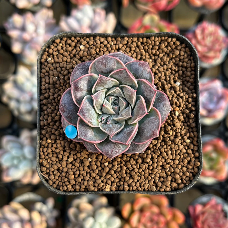 water drop succulent Echeveria 'Water Drop' 1" Succulent Plant Cutting