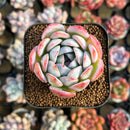 Echeveria 'Jade Glow' 2" Succulent Plant Cutting