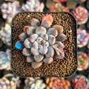 Echeveria 'Anthony Queen' 1"-2" New Hybrid Succulent Plant Cutting