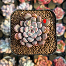 Echeveria 'Anthony Queen' 1"-2" New Hybrid Succulent Plant Cutting