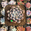 Echeveria 'Anthony Queen' 1"-2" New Hybrid Succulent Plant Cutting