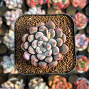 Echeveria 'Anthony Queen' 1"-2" New Hybrid Succulent Plant Cutting