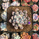 Echeveria 'Anthony Queen' 1"-2" New Hybrid Succulent Plant Cutting