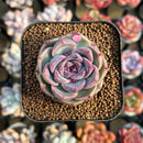 Echeveria 'Lavender Rose' 1" Succulent Plant Cutting