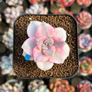 Graptopetalum 'Purple Delight' Variegated 2" Succulent Plant Cutting