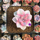Graptopetalum 'Purple Delight' Variegated 2" Succulent Plant Cutting