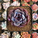 Echeveria 'Odette' 2" Succulent Plant Cutting