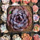 Echeveria 'Odette' 2" Succulent Plant Cutting