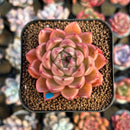 Echeveria 'Damask' 2" Succulent Plant Cutting
