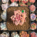Graptopetalum 'Armand' Variegated 1" Succulent Plant Cutting