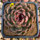 Echeveria 'Black Widow' 4" Succulent Plant Cutting