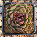 Echeveria 'Black Widow' 4" Succulent Plant Cutting