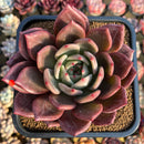 Echeveria 'Purple Champaign' 3"-4" Succulent Plant Cutting