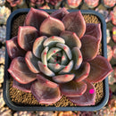 Echeveria 'Purple Champaign' 3"-4" Succulent Plant Cutting