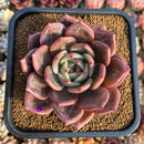Echeveria 'Purple Champaign' 3"-4" Succulent Plant Cutting