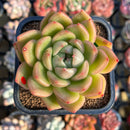 Echeveria 'Gold Jelly' 2"-3" Succulent Plant Cutting