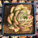 Echeveria 'Gold Jelly' 2"-3" Succulent Plant Cutting