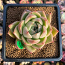 Echeveria 'Gold Jelly' 2"-3" Succulent Plant Cutting