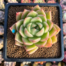 Echeveria 'Gold Jelly' 2"-3" Succulent Plant Cutting