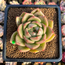 Echeveria 'Gold Jelly' 2"-3" Succulent Plant Cutting