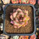 Echeveria 'Seosi' 2" Seed-Grown Succulent Plant Cutting