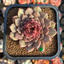 Echeveria 'Cindy' 2" Succulent Plant Cutting