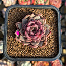 Echeveria 'Cindy' 2" Succulent Plant Cutting