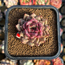 Echeveria 'Cindy' 2" Succulent Plant Cutting