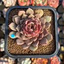 Echeveria 'Cindy' 2" Succulent Plant Cutting