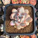 Echeveria 'Miss Jin' 2" Succulent Plant Cutting