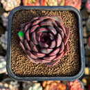 Echeveria 'Black Eyes' 2" Succulent Plant Cutting