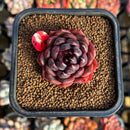 Echeveria 'Black Eyes' 2" Succulent Plant Cutting