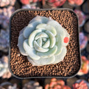Echeveria 'Snow Garden' 2" New Hybrid Succulent Plant Cutting