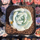 Echeveria 'Snow Garden' 2" New Hybrid Succulent Plant Cutting