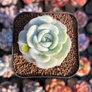 Echeveria 'Snow Garden' 2" New Hybrid Succulent Plant Cutting