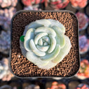 Echeveria 'Snow Garden' 2" New Hybrid Succulent Plant Cutting