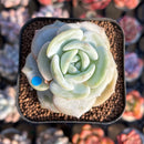 Echeveria 'Snow Garden' 2" New Hybrid Succulent Plant Cutting