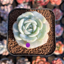 Echeveria 'Snow Garden' 2" New Hybrid Succulent Plant Cutting