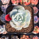 Echeveria 'Snow Garden' 2" New Hybrid Succulent Plant Cutting