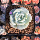 Echeveria 'Snow Garden' 2" New Hybrid Succulent Plant Cutting