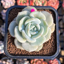 Echeveria 'Snow Garden' 2" New Hybrid Succulent Plant Cutting