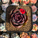Echeveria 'Volare' 1"-2" Succulent Plant Cutting